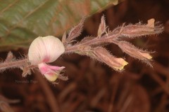Flemingia paniculata